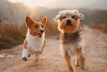 Image of two dogs, as presented on the Sonesta Pet Friendly Hotels page