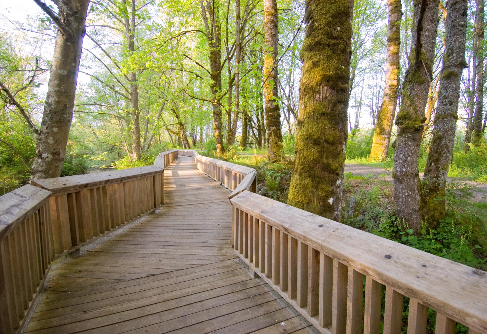 Wooden walkway in forest at dusk