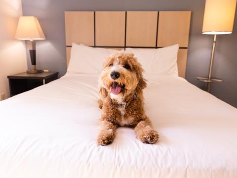 cute dog on hotel bed