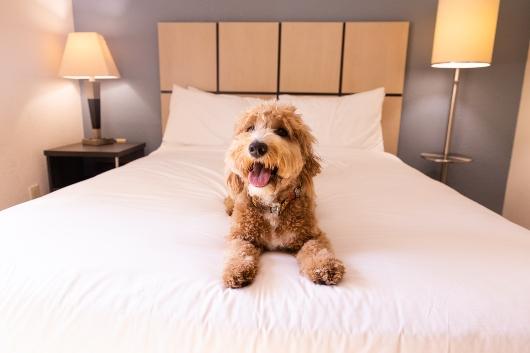 Simply Suites Pet Friendly Room - page teaser 530 x 353