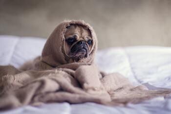 Image of a dog in a blanket, as seen on the Sonesta Pet-Friendly Hotels Page
