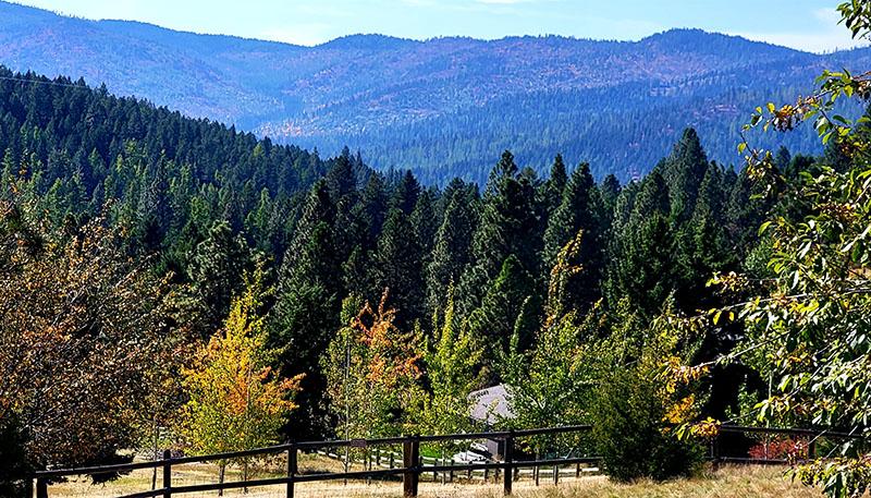 Pet-friendly Hotels in Kalispell, MT teaser image, forest with colorful trees and blue skies
